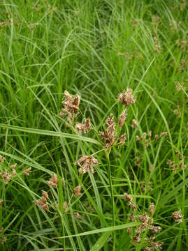 Image of Bolboschoenus yagara (Ohwi) Y. C. Yang & M. Zhan