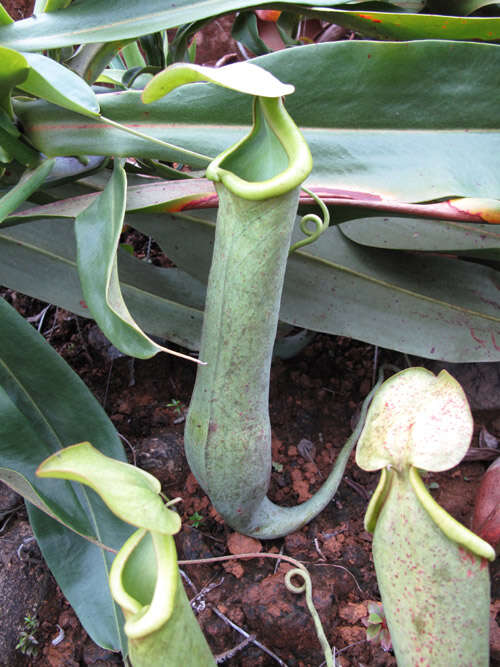 Image of Pitcher plant