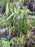 Image of Pitcher plant