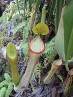 Image of Pitcher plant