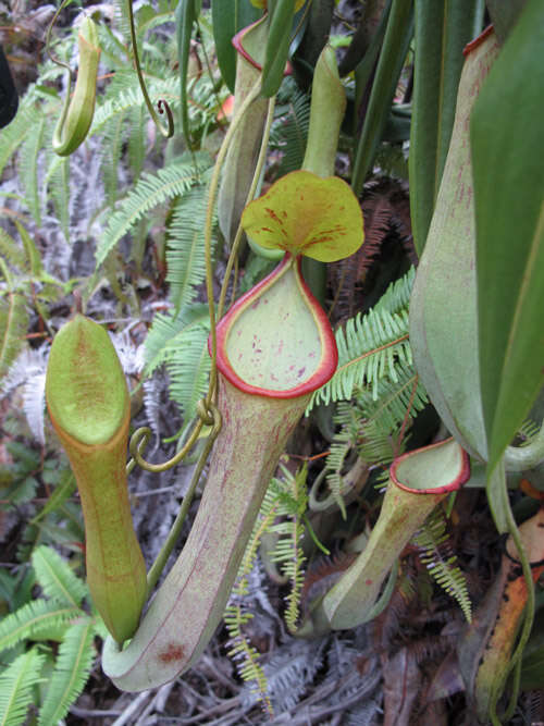 Image of Pitcher plant