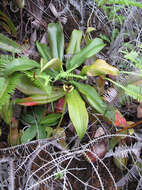 Image of Pitcher plant