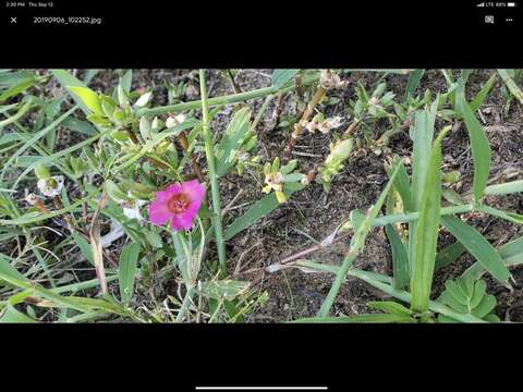 Image of Paraguayan purslane