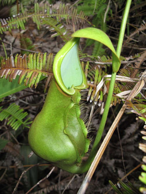 Image of Pitcher plant