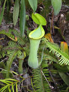 Image of Pitcher plant