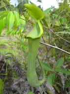 Image of Pitcher plant