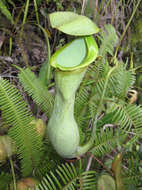 Image of tropical pitcher plants