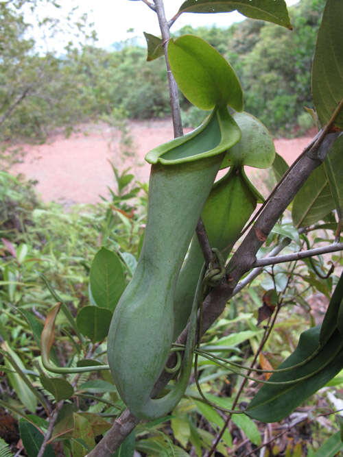 Image of Pitcher plant