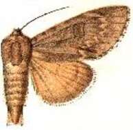 Image of American Dagger Moth