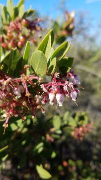 Image of Monterey manzanita