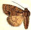 Image of Radcliffe's Dagger-moth