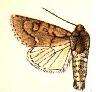 Image of Acronicta tota Grote 1878