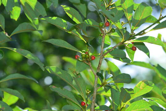 Image of Lindera erythrocarpa Makino