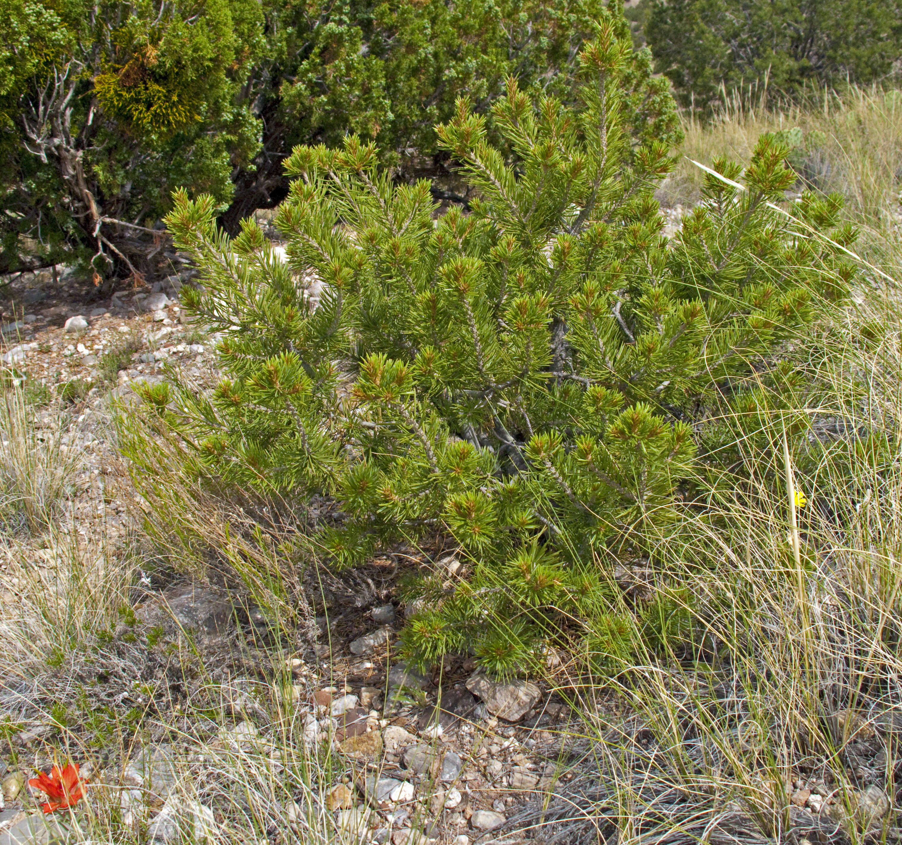 Image of Colorado Pinyon