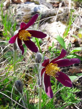 Image of Pulsatilla rubra (Lam.) Delarbre