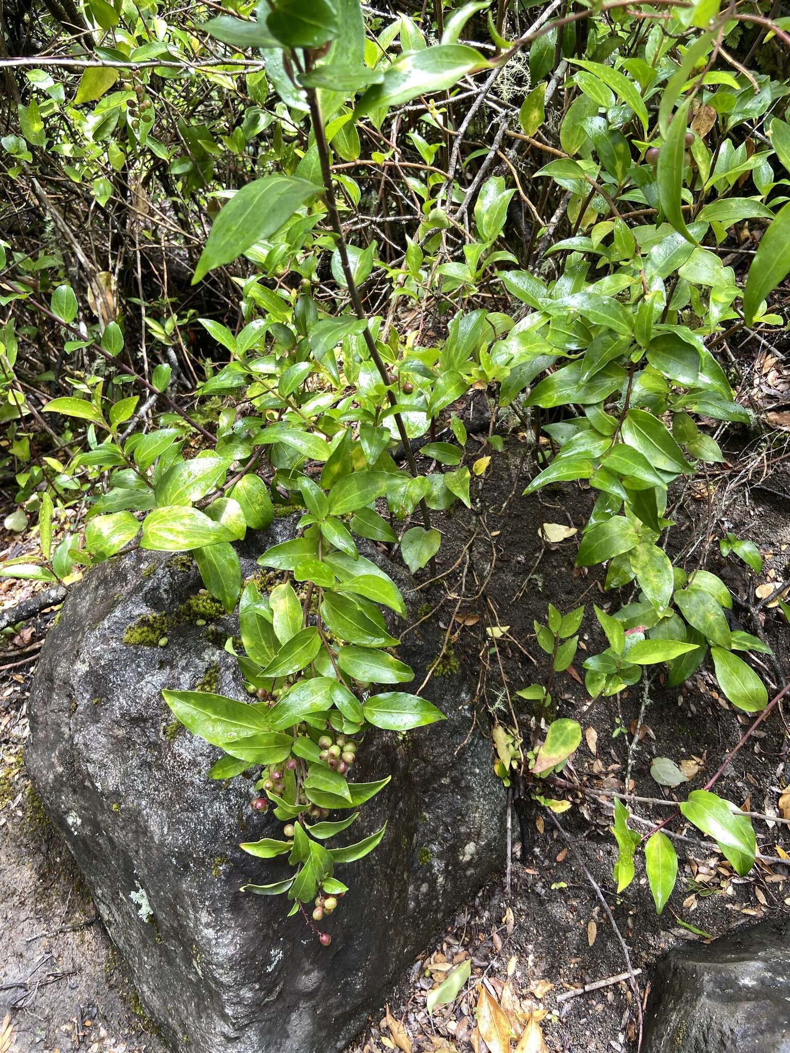 Image of Griselinia racemosa (Phil.) Taub.