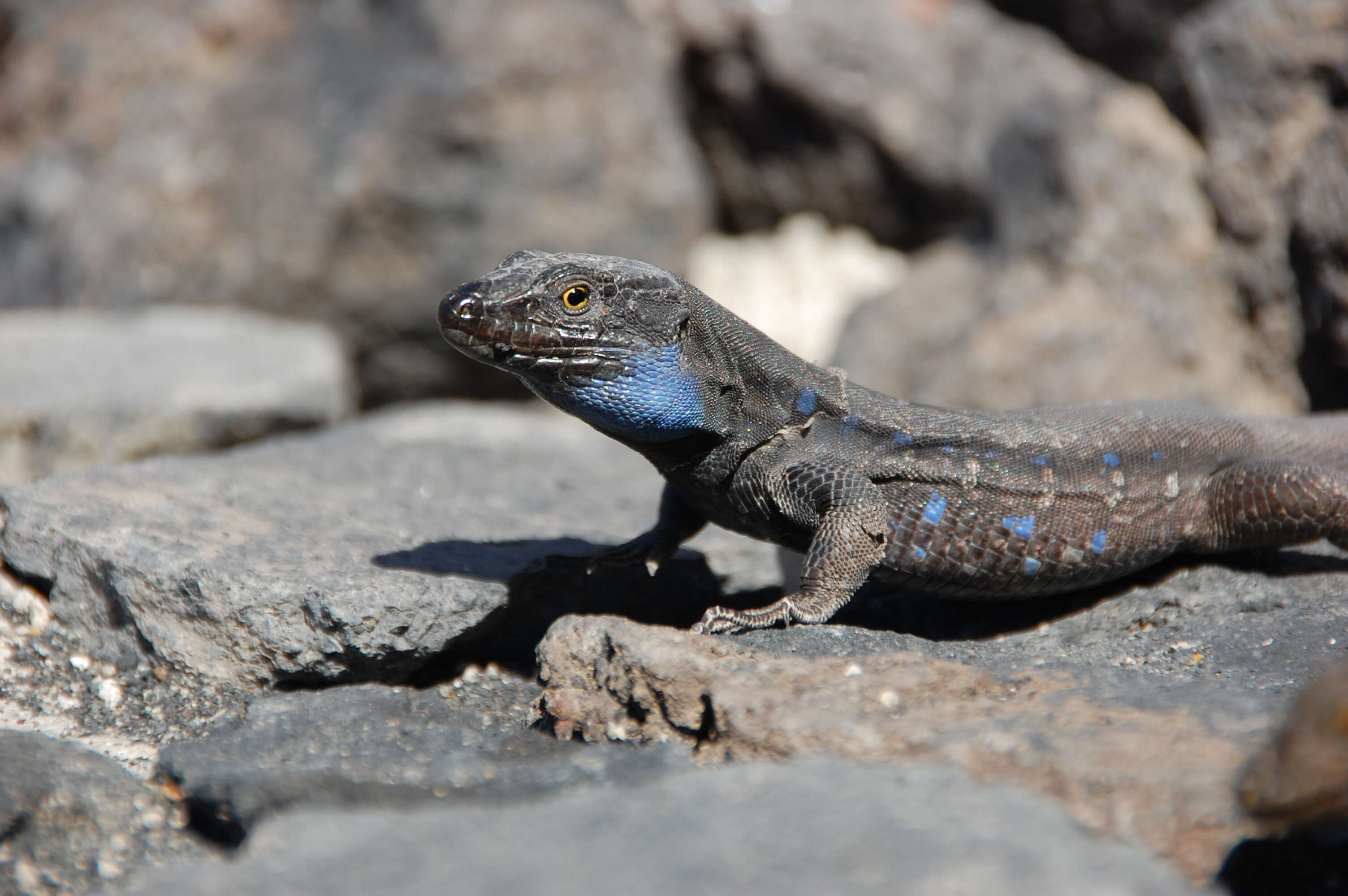 Image of Tenerife Lizard