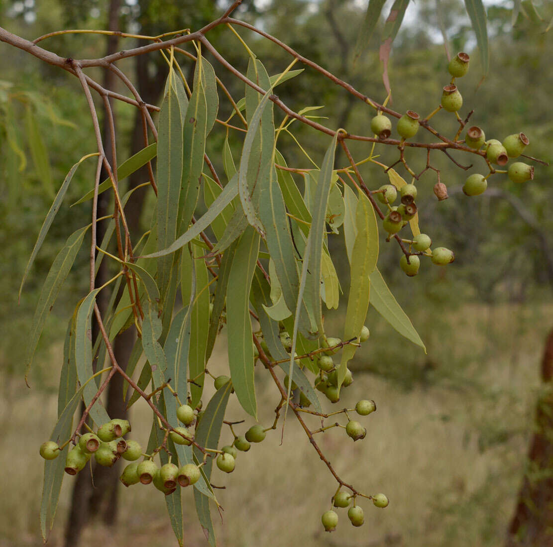 Слика од Corymbia erythrophloia (Blakely) K. D. Hill & L. A. S. Johnson