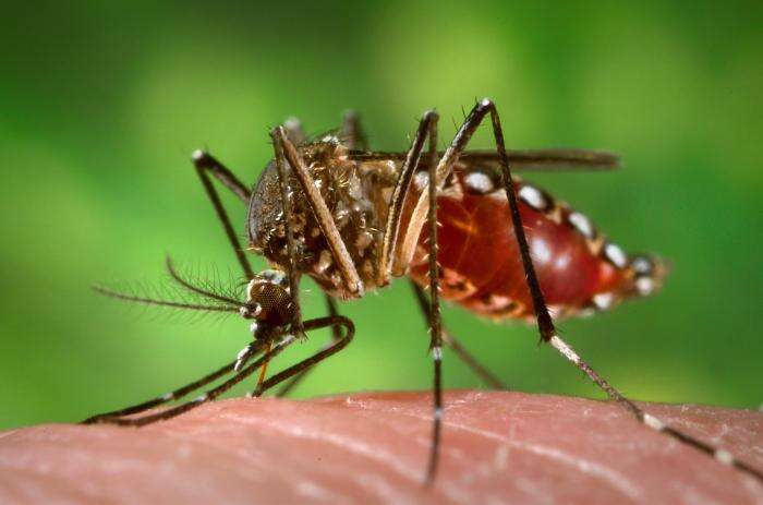 Image of Dengue fever mosquito