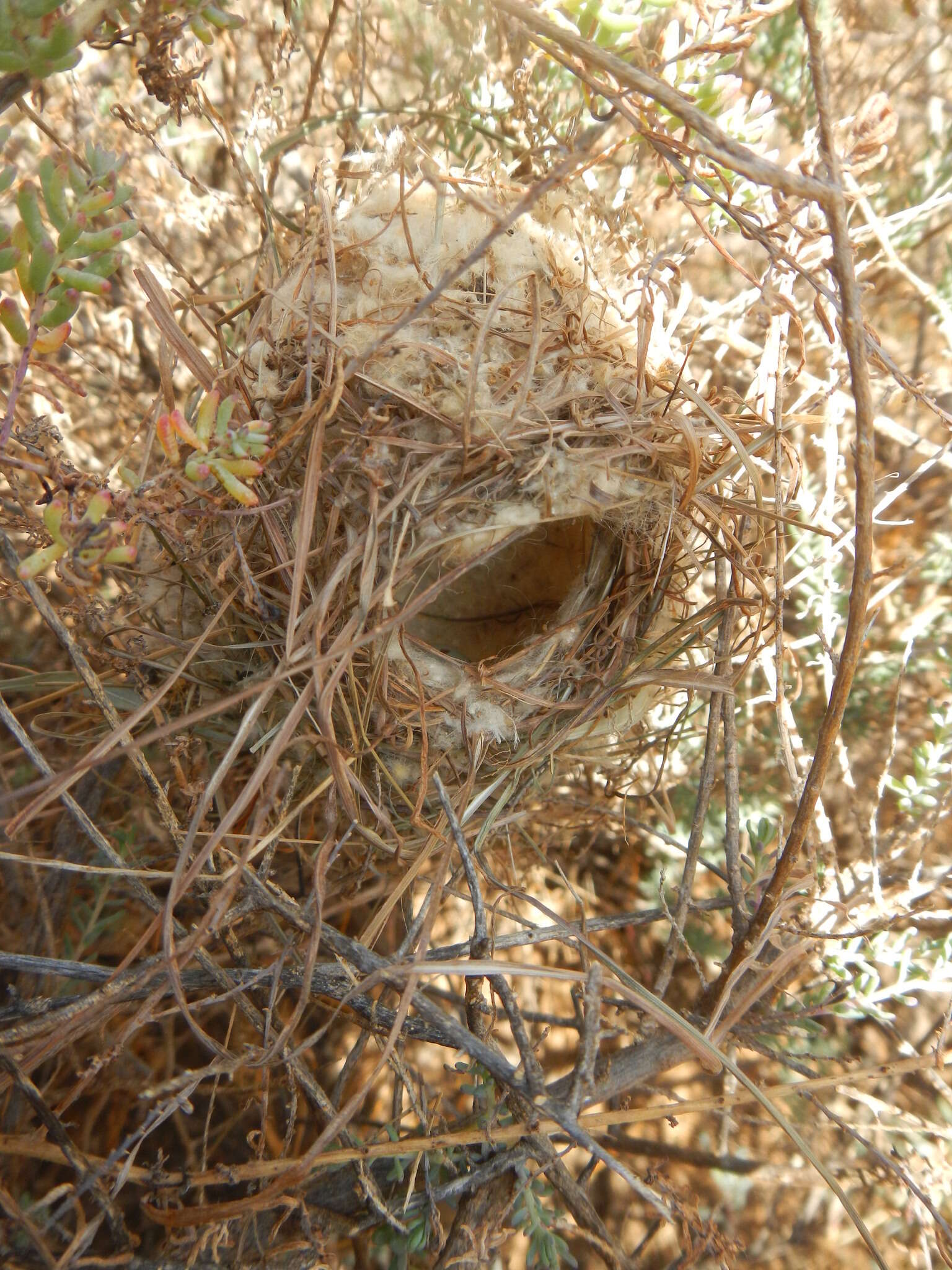 Image of Karoo Prinia