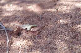 Image of Beaked Gecko