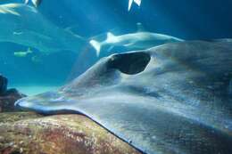 Image of Short-tail Stingray