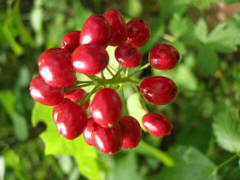 Imagem de Actaea rubra (Ait.) Willd.