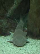 Image of Brownbanded Bamboo Shark