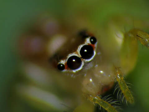 Image of Cytaea dispalans (Thorell 1892)