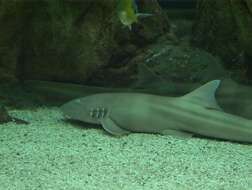 Image of Brownbanded Bamboo Shark