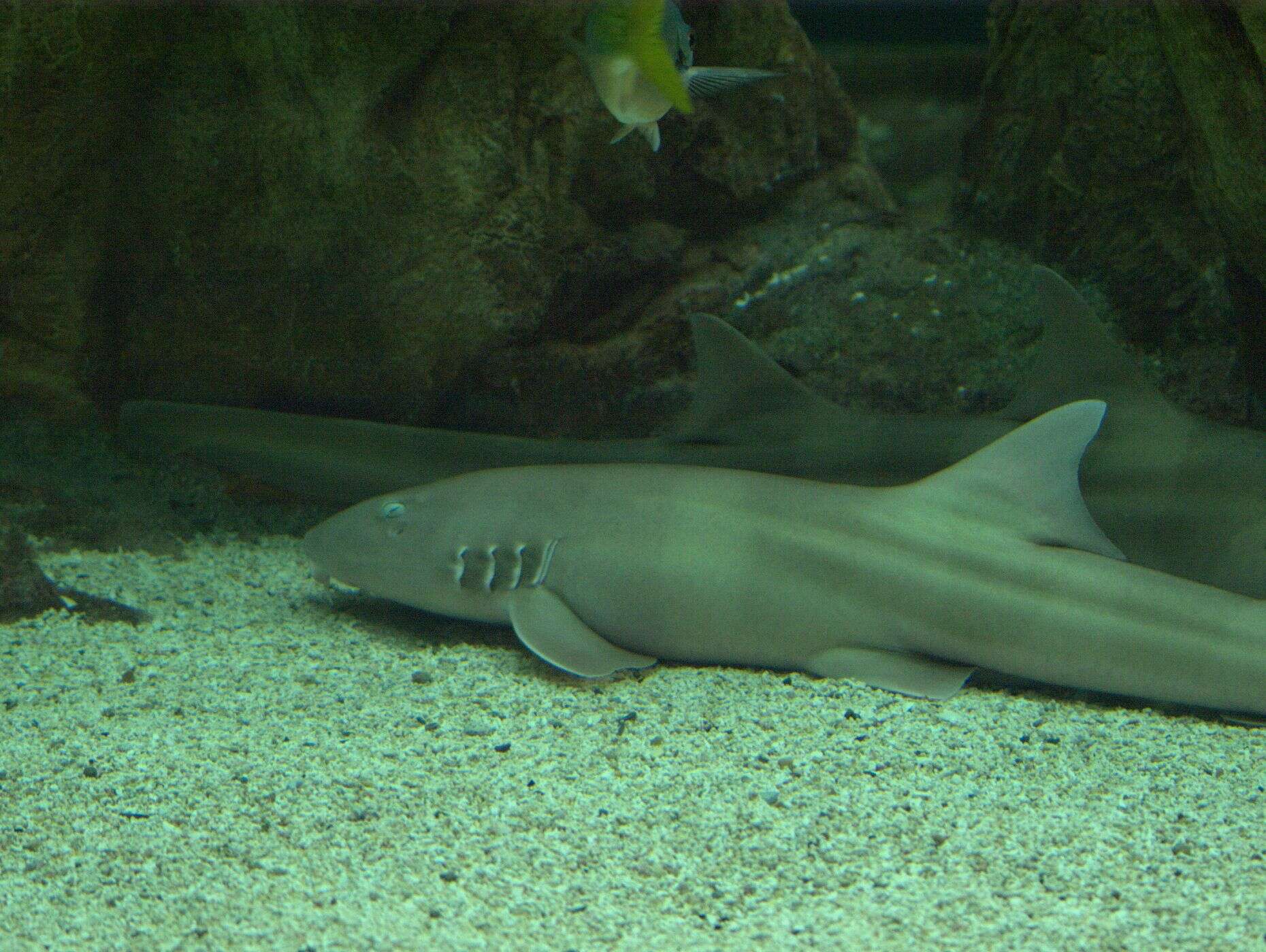 Image of Brownbanded Bamboo Shark