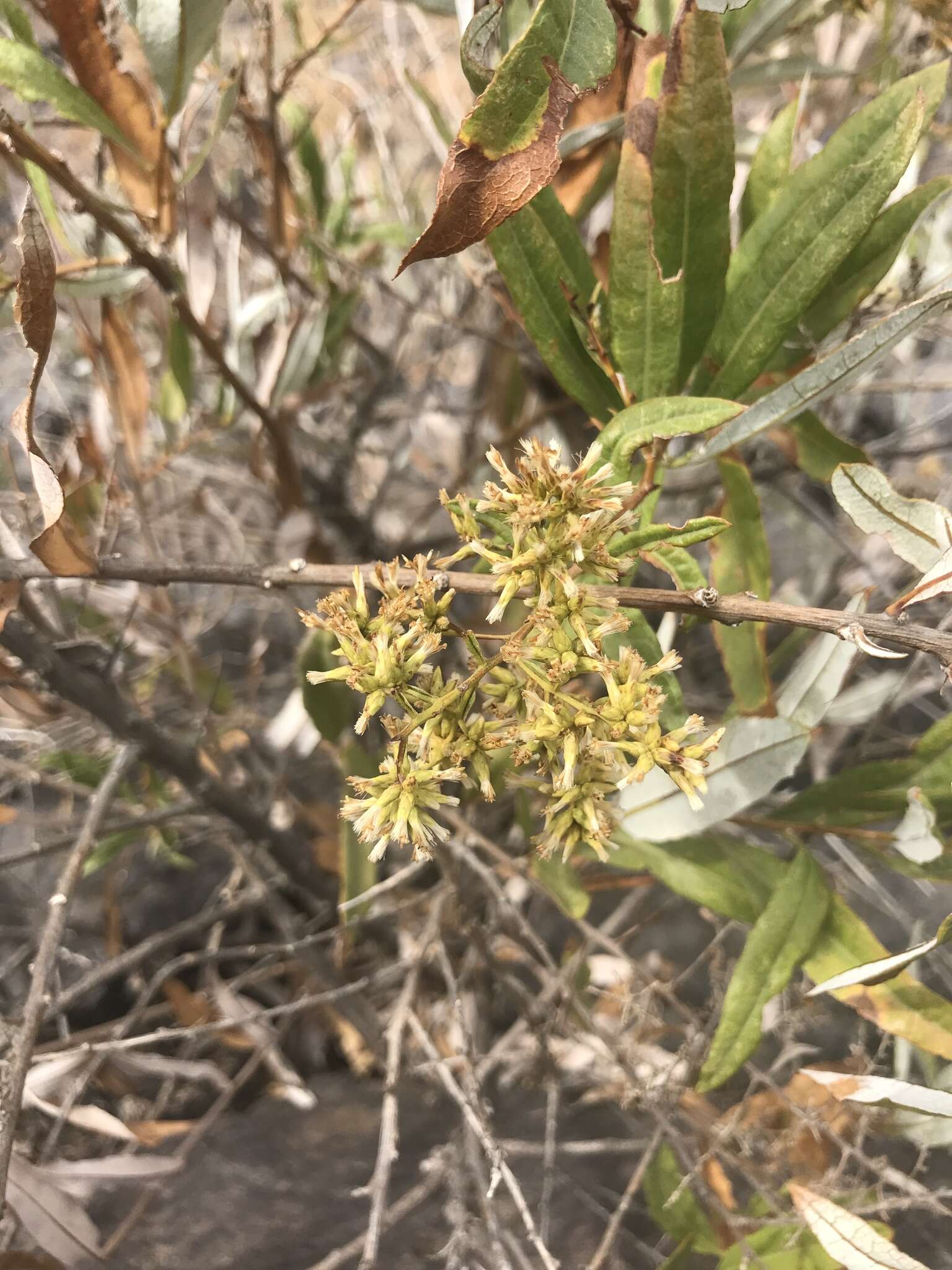 Image of Spinoliva ilicifolia (Hook. & Arn.) G. Sancho