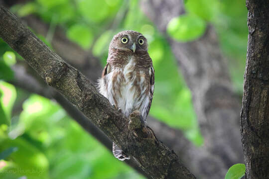 Image of Glaucidium cuculoides bruegeli (Parrot 1908)