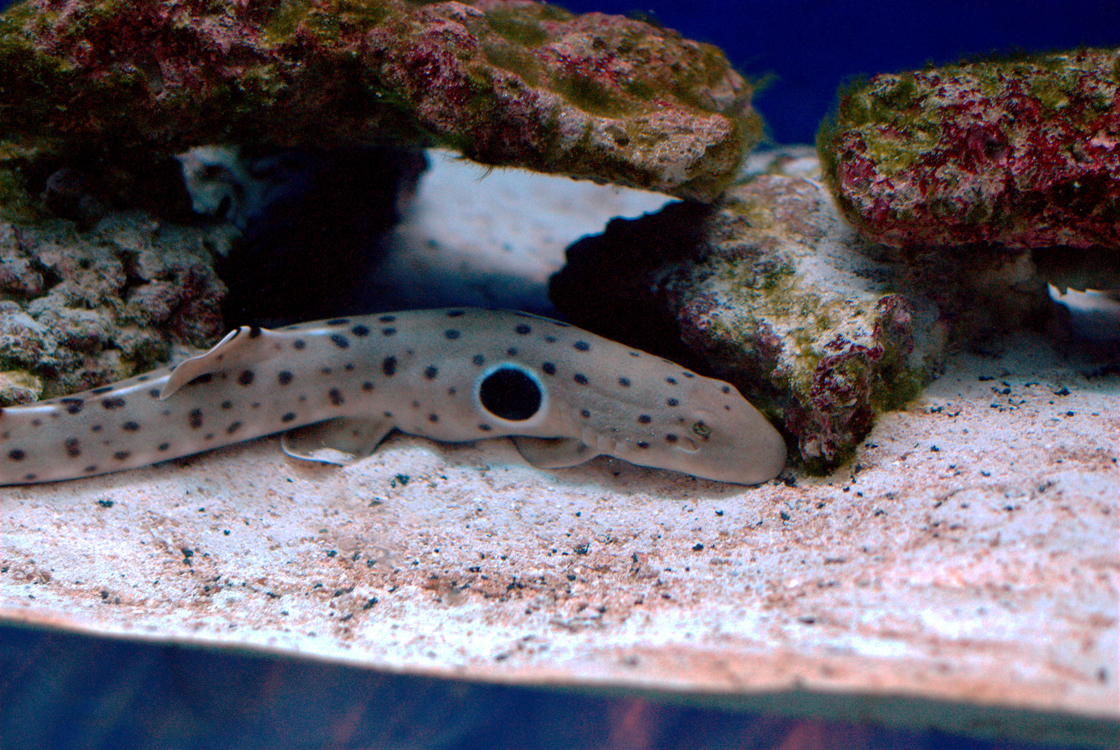 Image of epaulette sharks