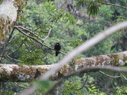 Image of Black-fronted Nunbird