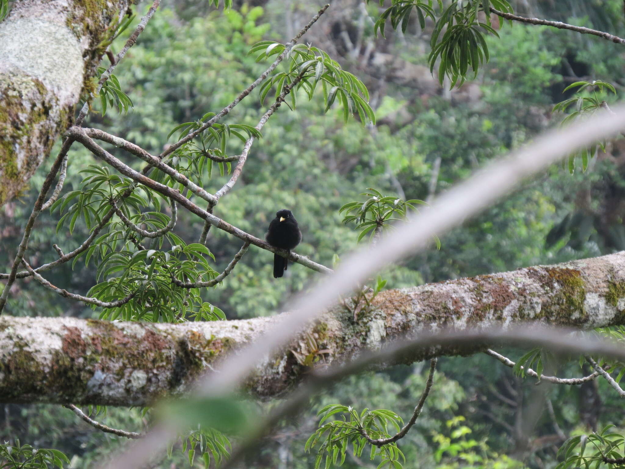 Image of Black-fronted Nunbird
