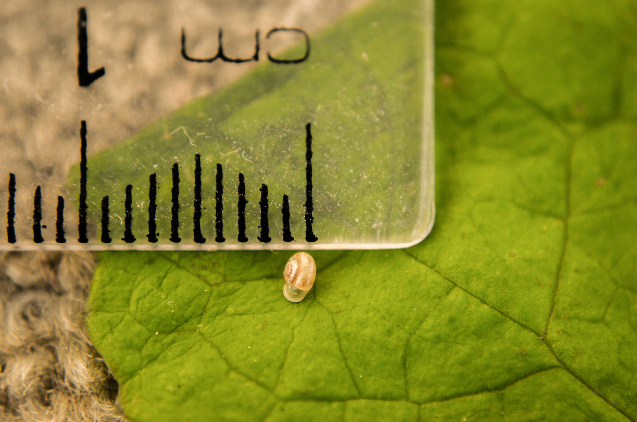 Image of eccentric grass snail