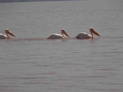 Image of Great White Pelican