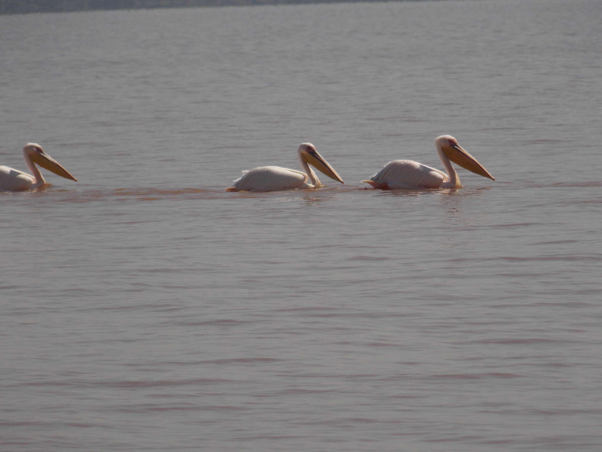 Image of Great White Pelican