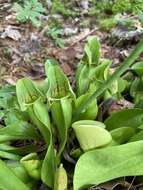 Sivun Sarracenia purpurea var. montana D. E. Schnell & R. O. Determann kuva