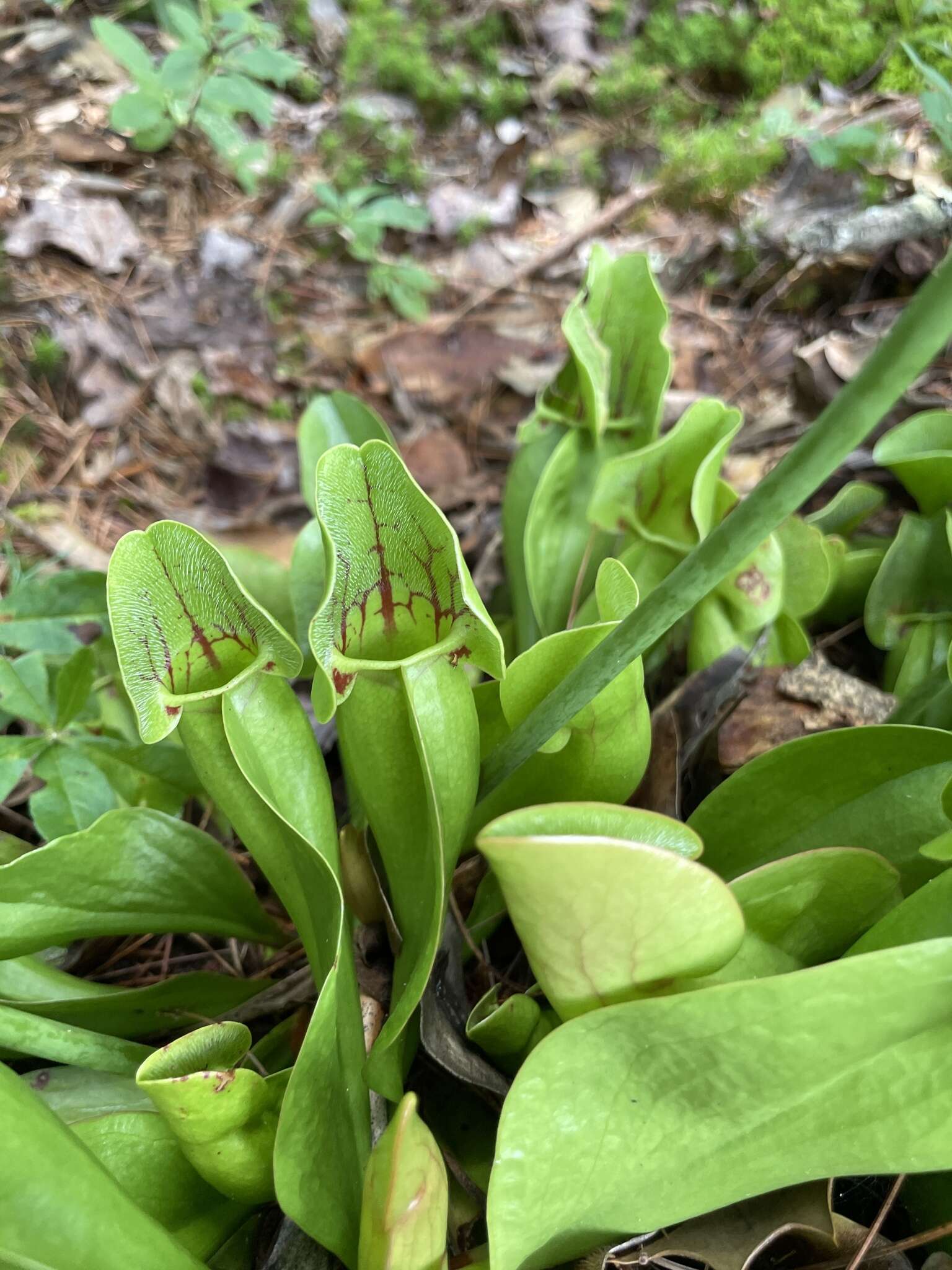 Image of Sarracenia purpurea var. montana D. E. Schnell & R. O. Determann