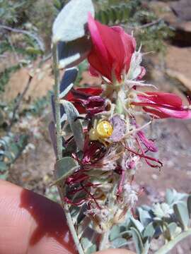 Indigofera mollicoma N. E. Br.的圖片