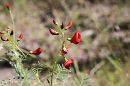 Image of Swainsona queenslandica