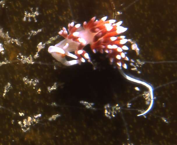 Image of Orange-eyed nudibranch