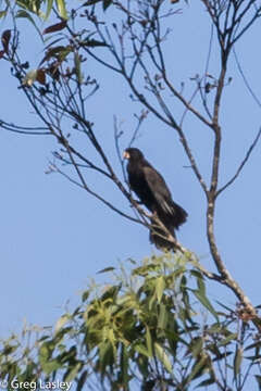 Image of Black Parrot