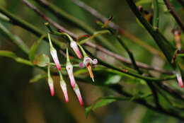 Image of Vaccinium japonicum var. lasiostemon Hayata