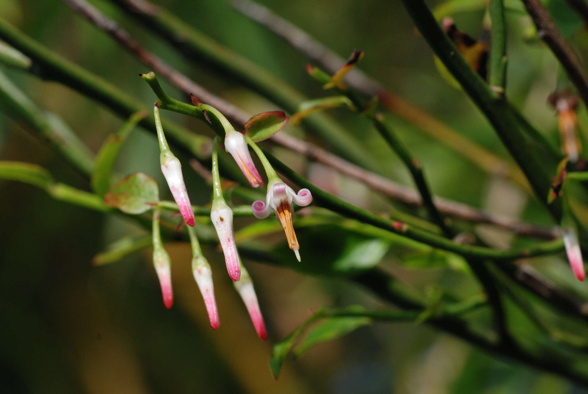 Imagem de Vaccinium japonicum var. lasiostemon Hayata