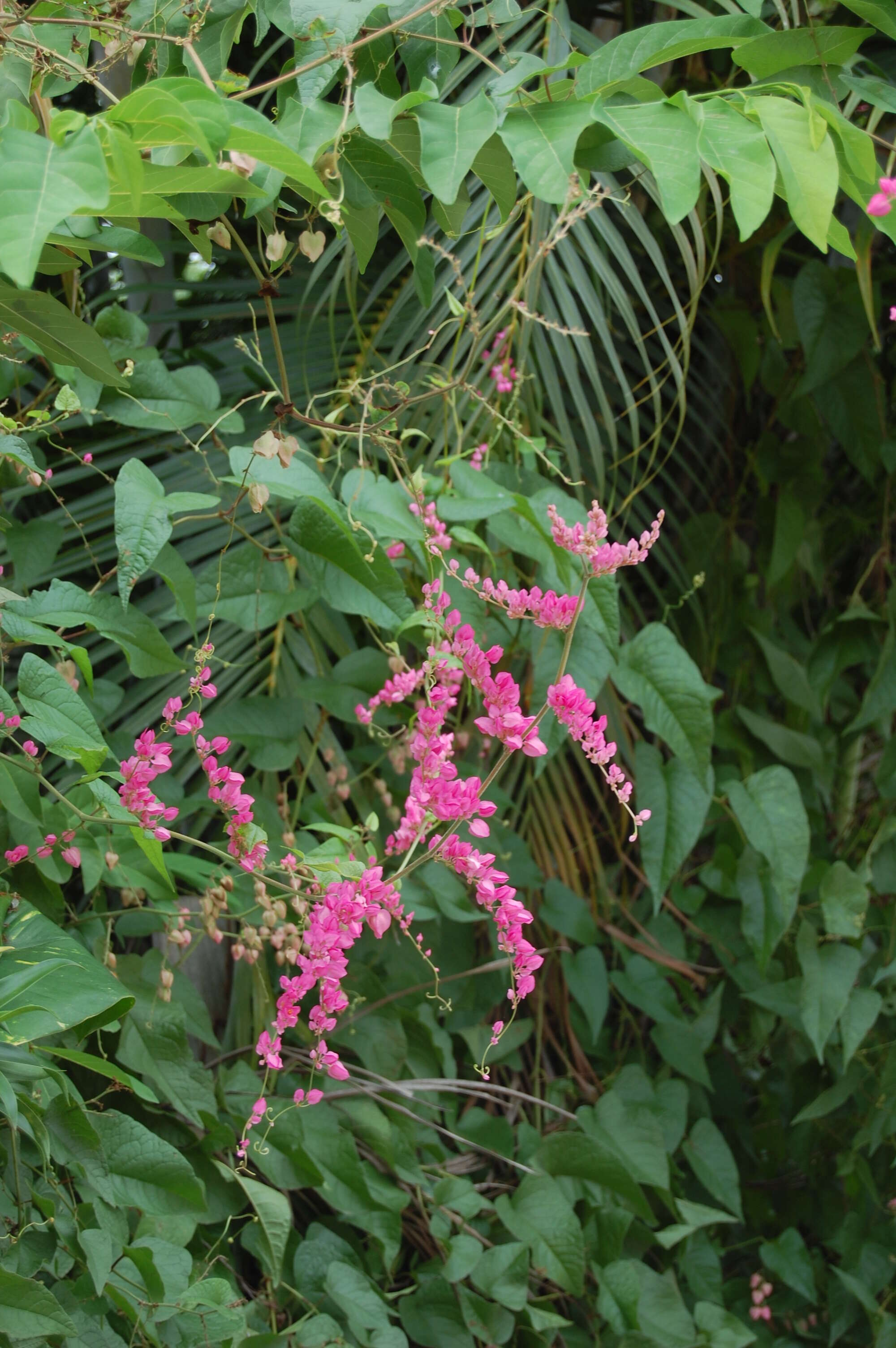 Image of antigonon