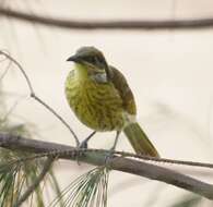 Image of Varied Honeyeater