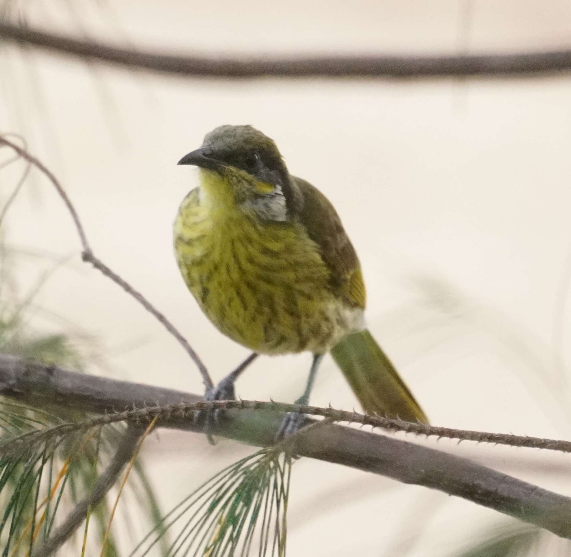 Image of Varied Honeyeater